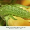 cupido argiades rostov larva l3